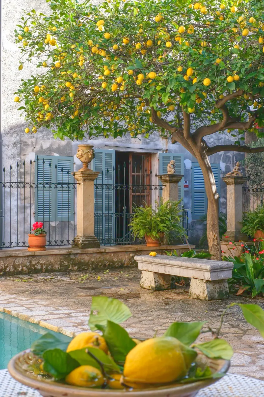 Limonero cargado de limones en el patio de Can Costa