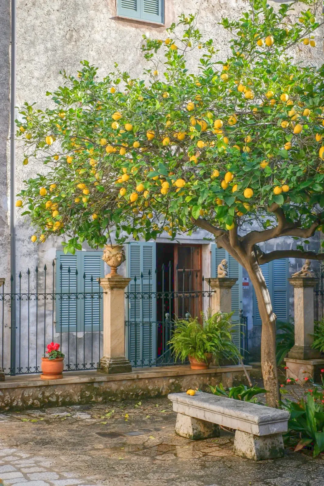 Limonero en el patio de Can Costa