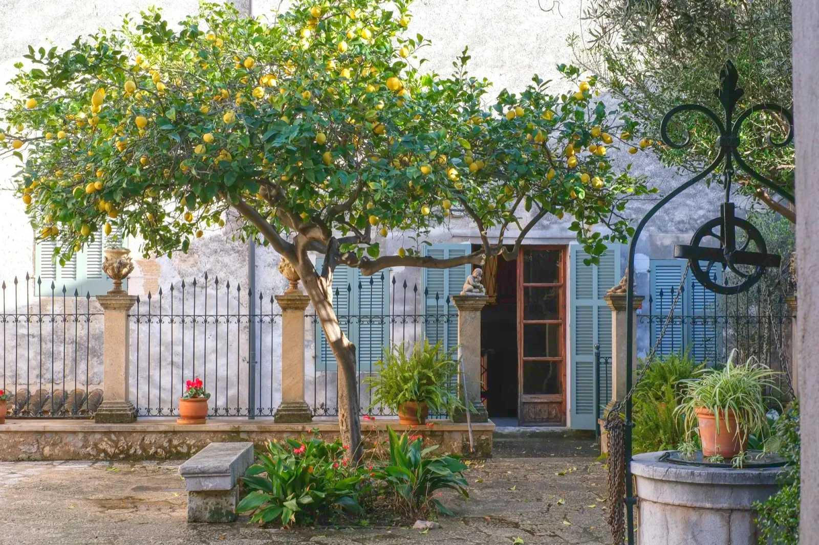 Patio de Can Costa con limonero y pozo
